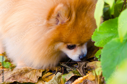 A beautiful little fluffy Pomeranian sniffing something on the ground. dog hunter. mark territory. poisoning, extermination of wild and domestic animals. © Елена Якимова
