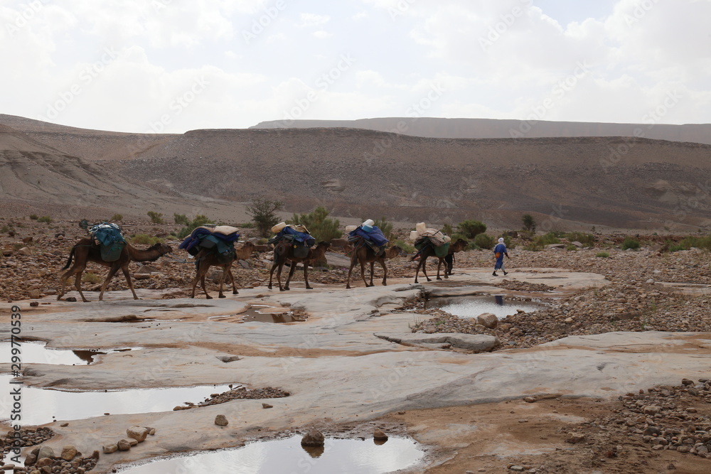 Dromadaires traversant un oued asséché dans la région de Ouarzazate (Maroc)