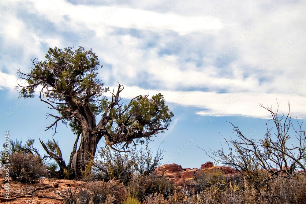 Fototapeta premium Lone Juniper