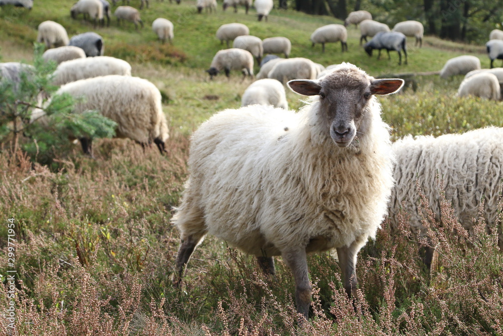 Fototapeta premium Fischbek Heath, Hamburg