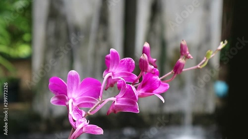orchid