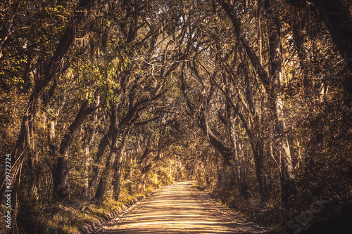 Old mysterious, spooky alley of oak trees and spanish moss