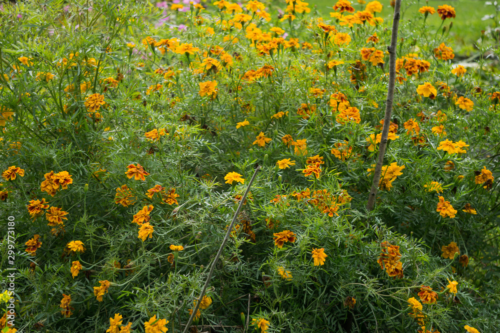 Beautiful marigold flowers in a rural garden.