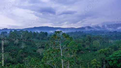 Misty morning view of coffee plantation at dawn
