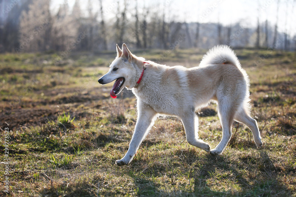 Mongrel on the background of spring nature Mongrel on the background of spring nature