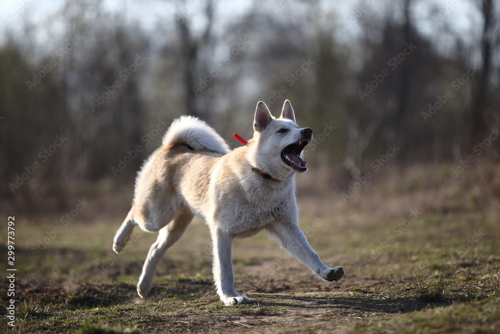 Mongrel on the background of spring nature Mongrel on the background of spring nature