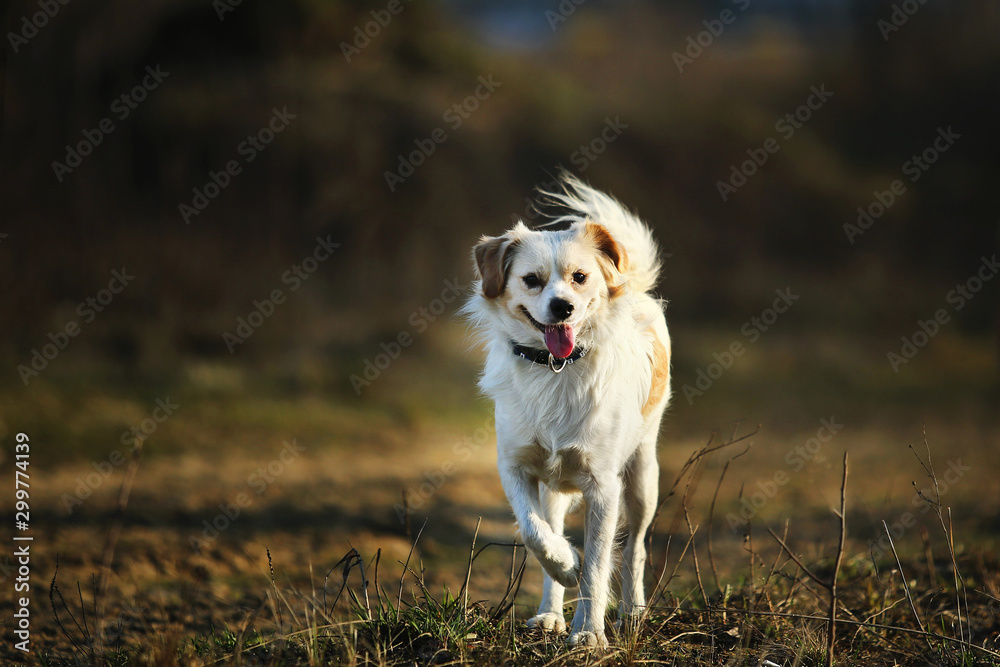 Mongrel on the background of spring nature