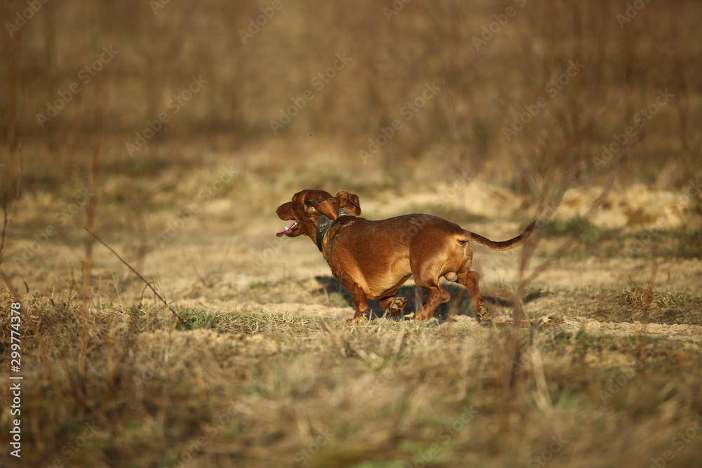 A Miniature Dachshund walking at field. Sunny day