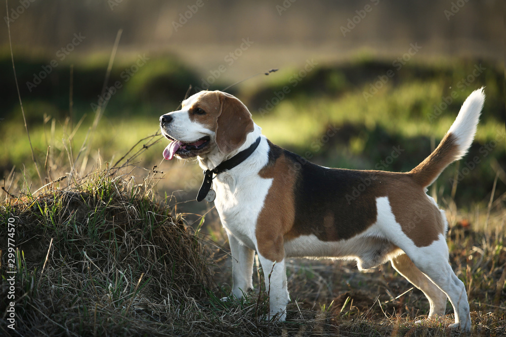 Cute puppy standing on grass in countryside