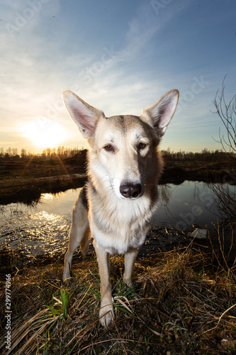 Cute Dog standing near water during sunset © Alexandr