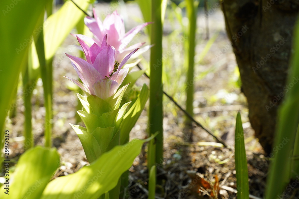 Fototapeta premium Flor de Curcuma