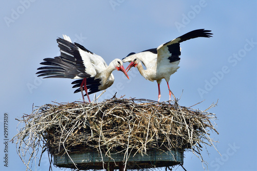 Weißstörche auf dem Nest