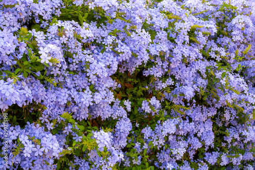 Summer blossom of blue plumbago flowers