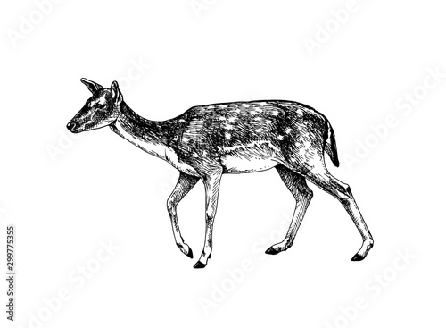fallow deer doe hatched