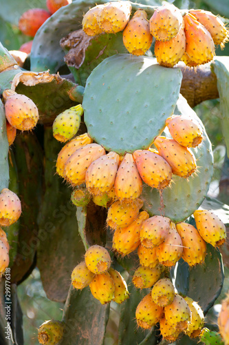 Tasty fruits of  opuntia ficus indica cacti or pickly pear photo