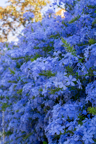 Summer blossom of blue plumbago flowers