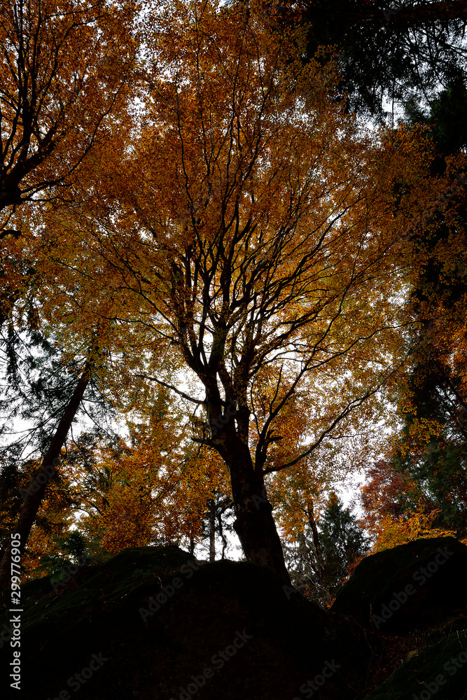 Fototapeta premium Silhouette of a golden birches.