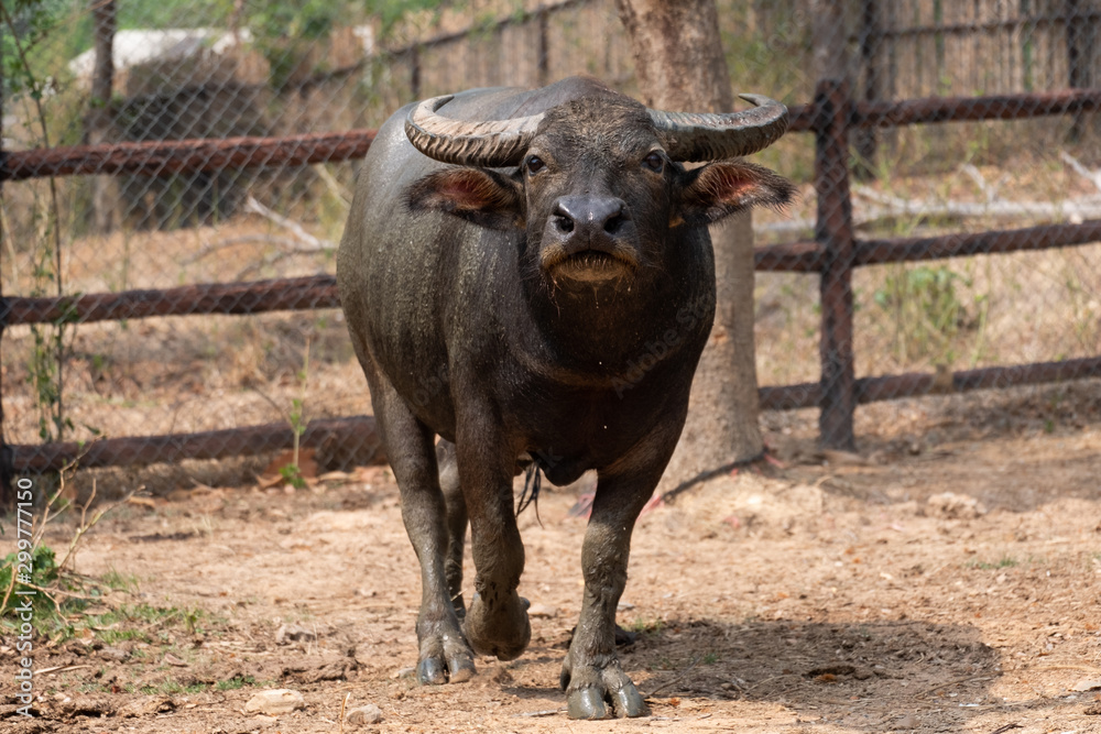 Buffalo Buffalo