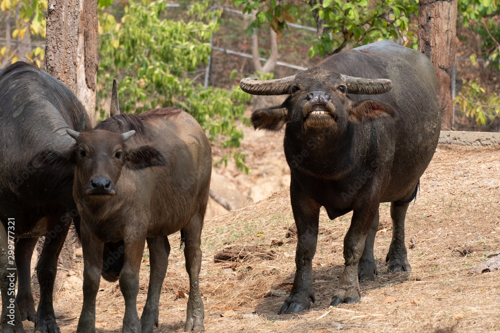 Buffalo Buffalo