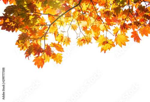 isolated red leaves on white background