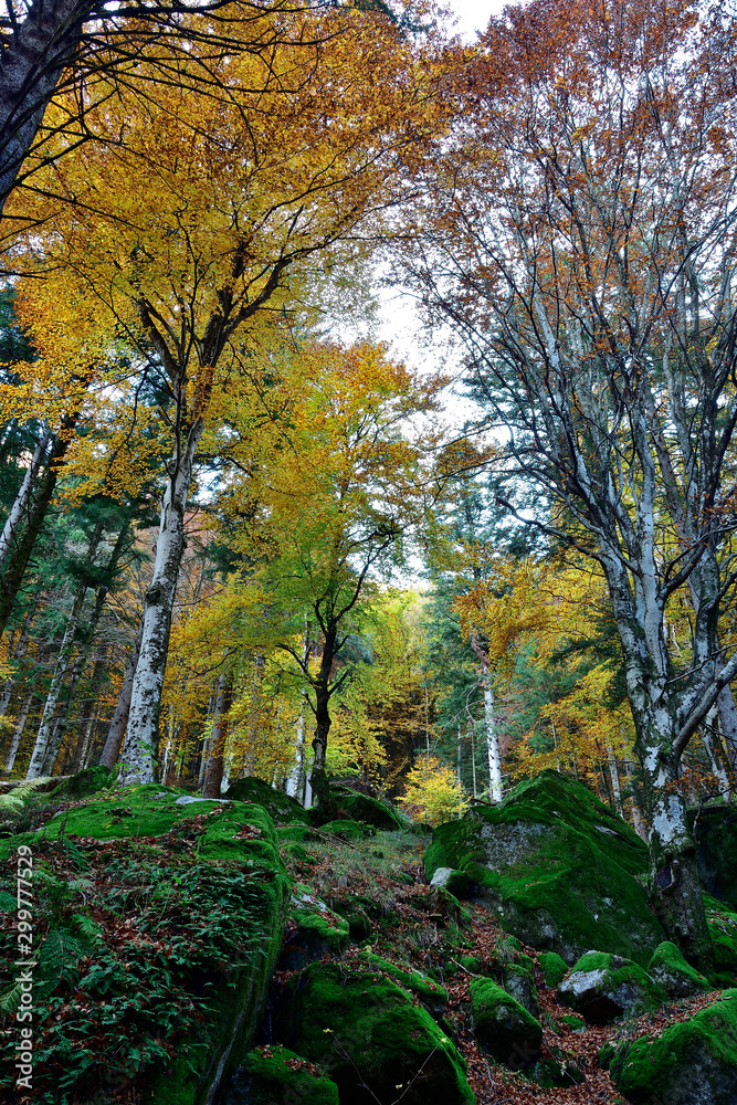 Golden birch over mossy rocks.