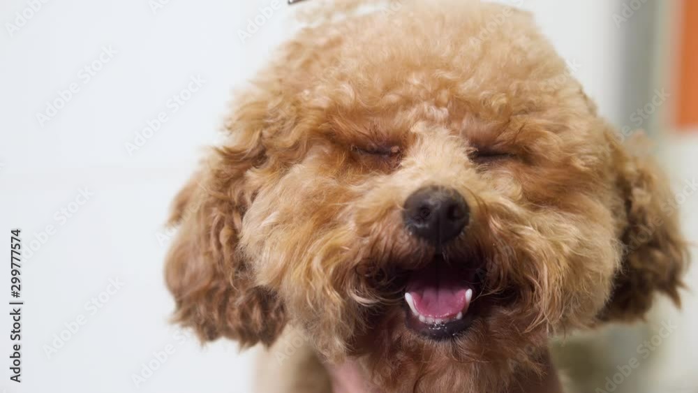Professional Pet groomer making cute Poodle dog haircut with scissors . Professional Pet groomer making cute Poodle dog haircut with scissors .