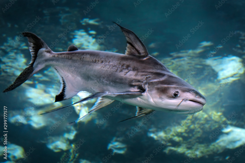 Fototapeta premium Iridescent shark (Pangasianodon hypophthalmus) freshwater fish