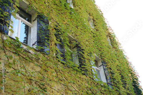 House facade overgrown with wild wine photographed in autumn in a park