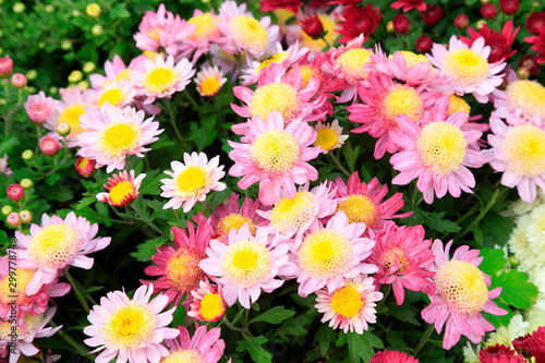 Chrysanthemum in the botanical garden