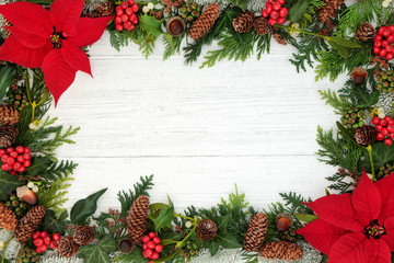 Poinsettia flower background border with holly, mistletoe and winter flora on rustic white wood background with copy space. Traditional Thanksgiving or Christmas theme.