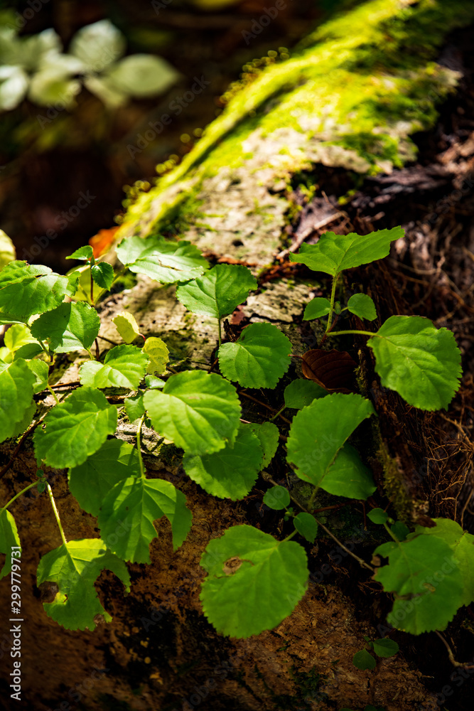 green leaves and moss in forests green leaves and moss in forests