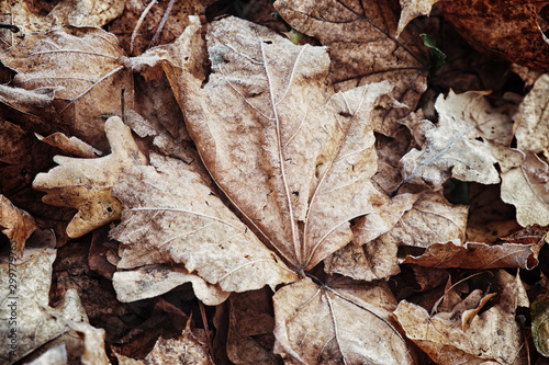 Dry foliage with hoarfrost in the autumn forest.