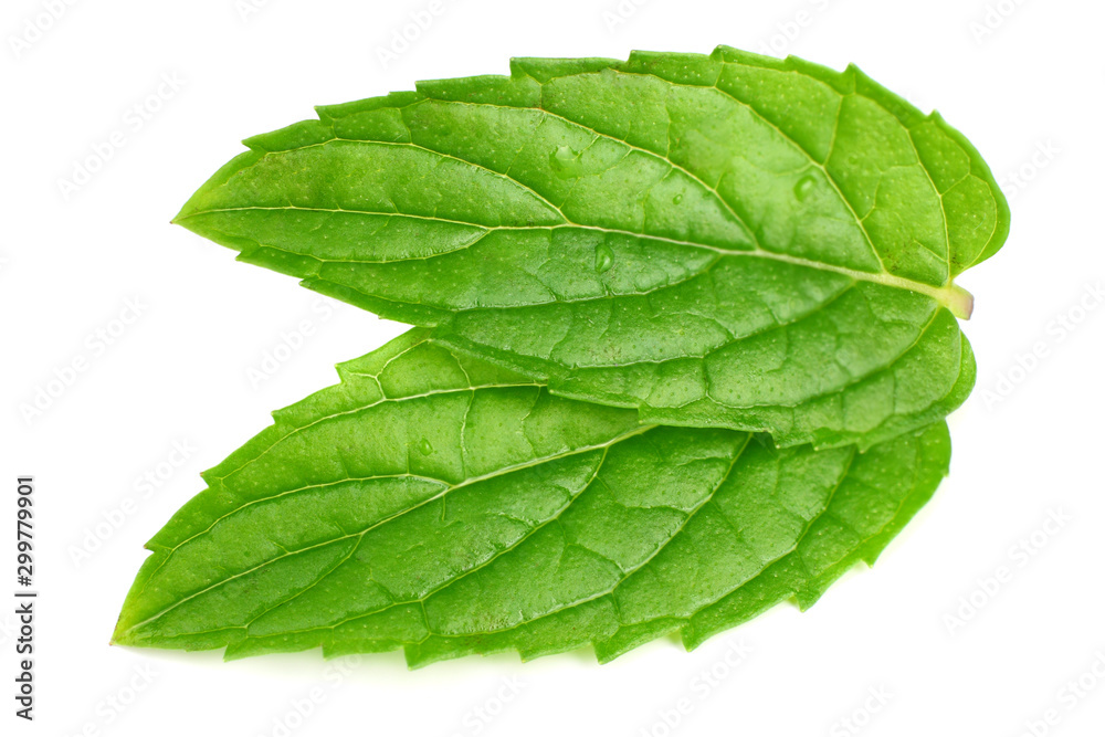 Fresh mint leaves isolated on white background Fresh mint leaves isolated on white background