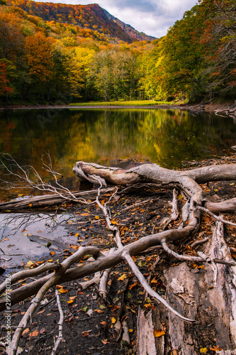 Fototapeta Naklejka Na Ścianę i Meble -  dead wood in colorful wild nature