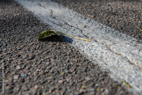 Lone leaf sits on a white-striped asphalt road