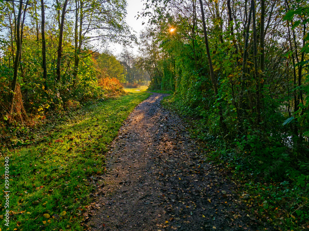 Low autumn sunlight shines between tall trees and across a narrow winding woodland footpath. Low autumn sunlight shines between tall trees and across a narrow winding woodland footpath.