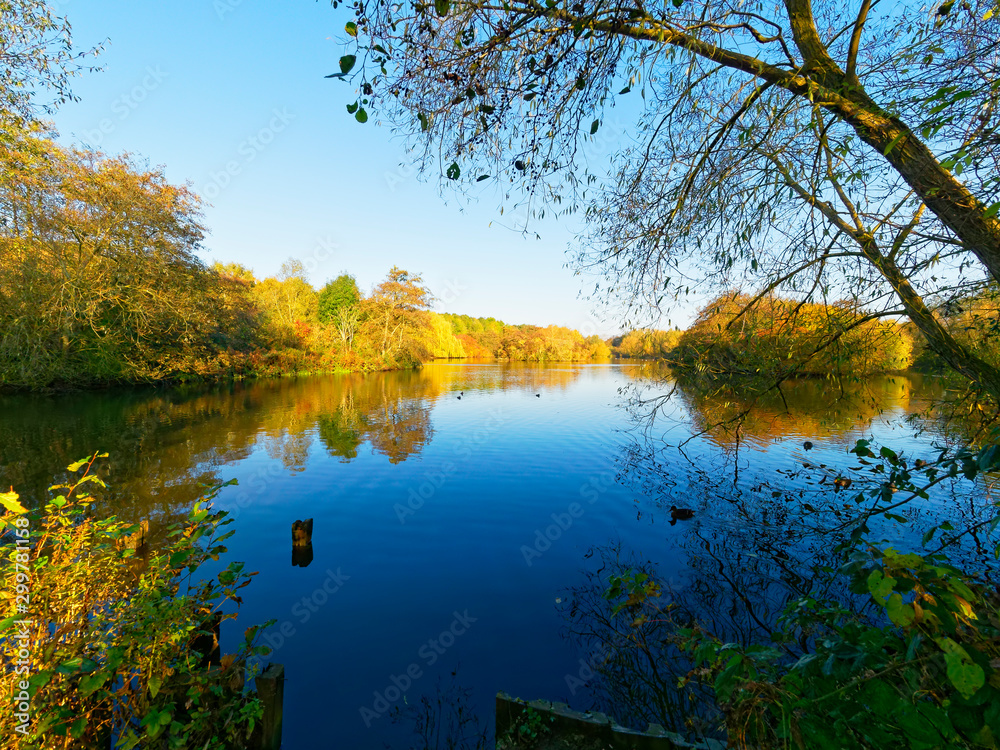 Obraz premium On a clear bright morning the vibrant autumnal colours of trees and bushes are reflected in the still waters of a small lake.