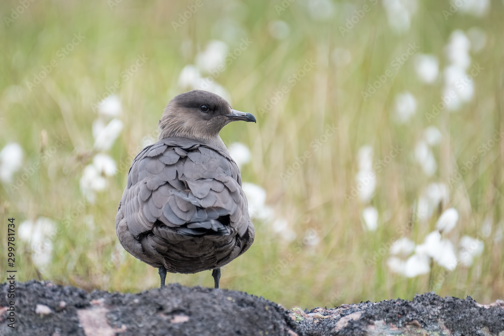 Fototapeta premium Arctic skua standing on rock