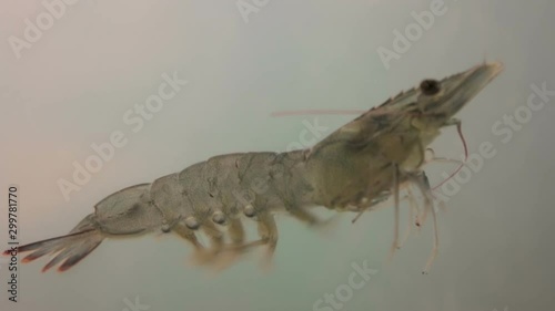 sea shrimp swimming in the water
