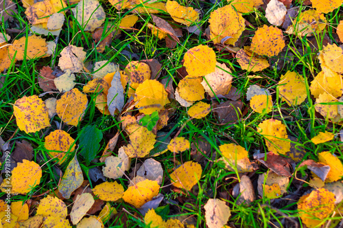 Multi-colored and yellow fallen leaves on autumn still green grass in a city park. Textured background. View from above.