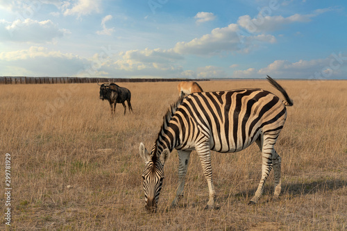 Zebra African herbivore animal on the steppe grass pasture with bull and horse.