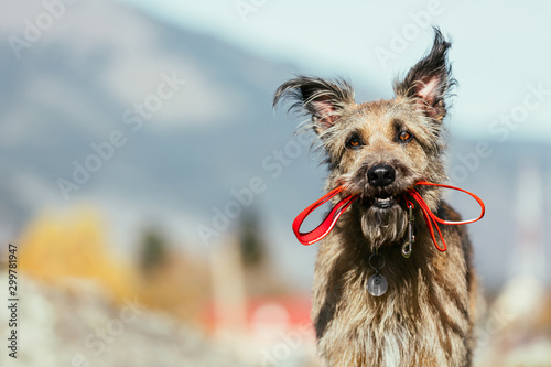 Cute fluffy dog in a collar holds a leash in the mouth. She is lost and stands alone. photo