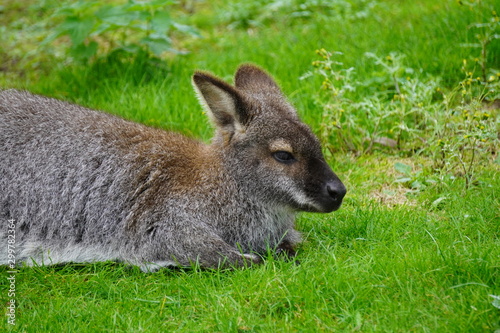 Fototapeta Naklejka Na Ścianę i Meble -  Red necked wallaby