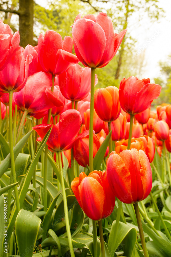 Obraz premium Red tulip flowers green landscape, park, The Netherland, Holland