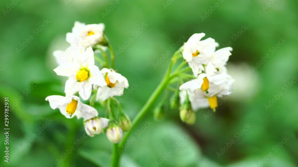 Potato plants with white and yellow flowers in a large field. Potato plants with white and yellow flowers in a large field.