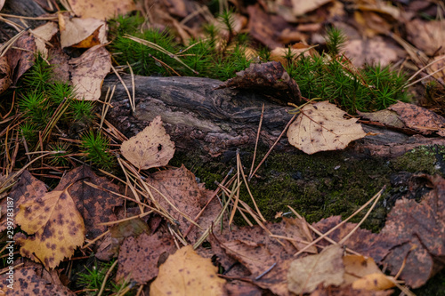 Old tree root in yellow withered foliage and green moss on an autumn day in the forest. 