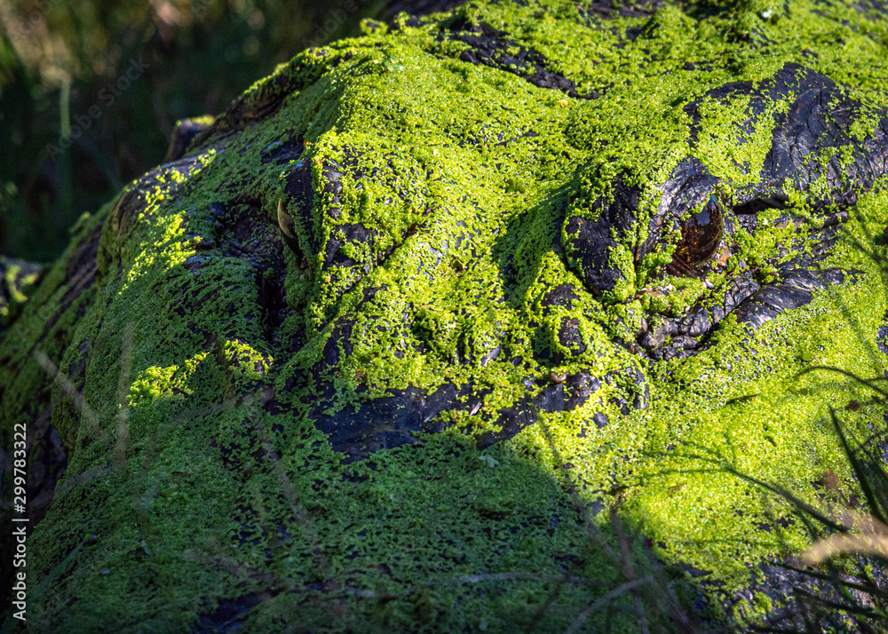 The green thing in the grass! The green thing in the grass!