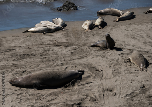 Sea lions resting on a Pacific Coast beach photo