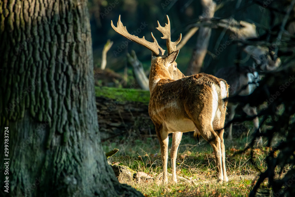 Naklejka premium Damwild im Wald