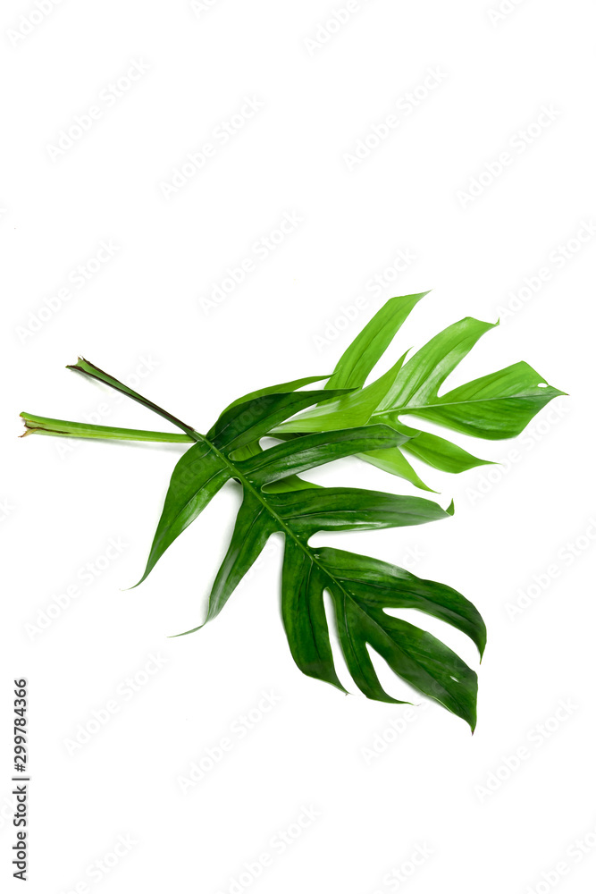 Dark green leaves on a white background Dark green leaves on a white background